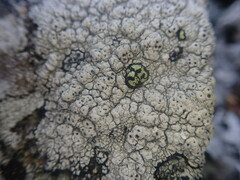 Pertusaria subverrucosa