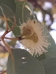 Eucalyptus marginata