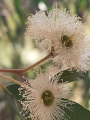 Eucalyptus marginata