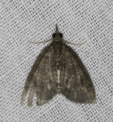 Microdes squamulata