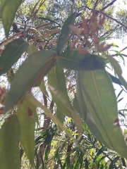 Eucalyptus marginata