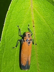 Bothrogonia addita