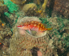 Hypoplectrodes maccullochi