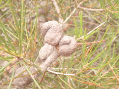 Hakea actites