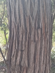 Eucalyptus marginata