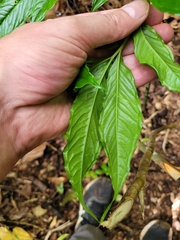 Amorphophallus