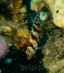 Cirrhitichthys aprinus