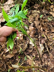Amorphophallus