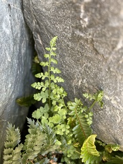 Cystopteris tasmanica