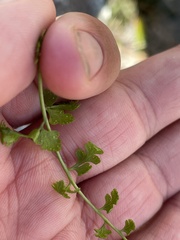 Cystopteris tasmanica