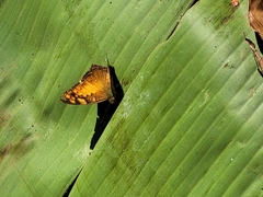 Vagrans sinha