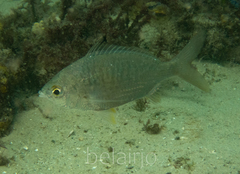 Gerres subfasciatus