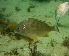 Acanthopagrus australis