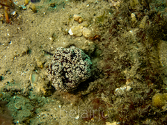 Dendronephthya australis