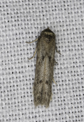 Oenochroa