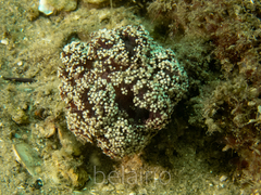 Dendronephthya australis