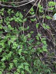 Pteris macilenta