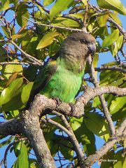 Poicephalus meyeri