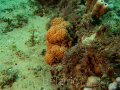 Dendronephthya australis