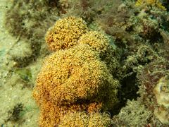 Dendronephthya australis