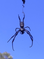 Trichonephila edulis