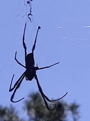 Trichonephila edulis