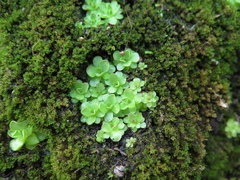 Pinguicula gracilis