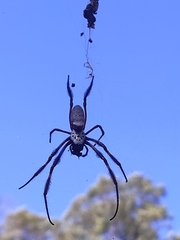 Trichonephila edulis