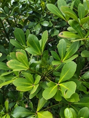 Pseudopanax lessonii