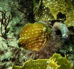 Brachaluteres jacksonianus