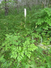 Actaea simplex