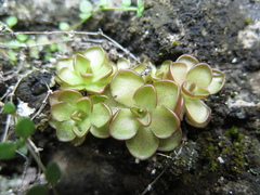 Pinguicula gracilis