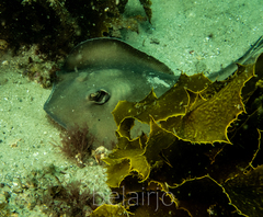 Trygonoptera testacea