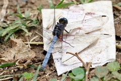 Orthetrum brachiale