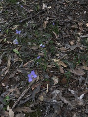 Wahlenbergia stricta
