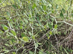 Capparis sepiaria
