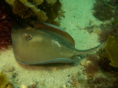 Trygonoptera testacea