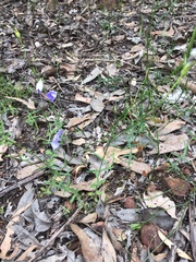 Wahlenbergia stricta
