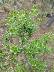 Baccharis conferta