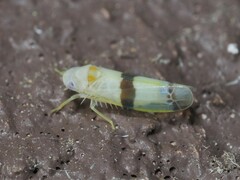 Empoa casta