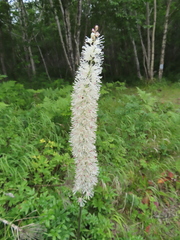 Actaea simplex