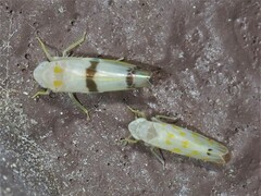 Empoa casta
