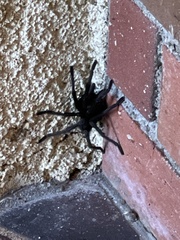 Aphonopelma steindachneri