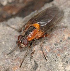 Palpibracus