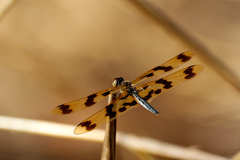 Rhyothemis graphiptera
