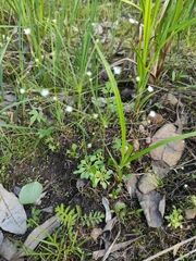 Androsace filiformis