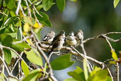 Stizoptera bichenovii
