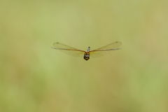 Hydrobasileus brevistylus