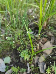 Androsace filiformis