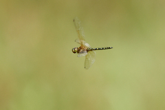 Hydrobasileus brevistylus